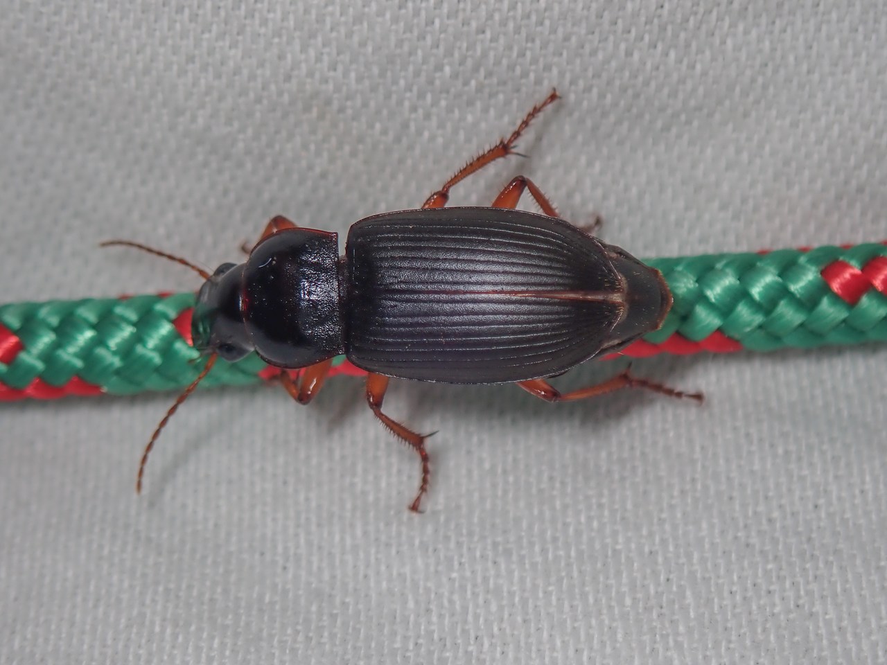 Harpalus rufipes Harpalus rufipes